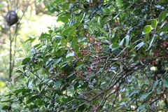 Medinilla malabarica